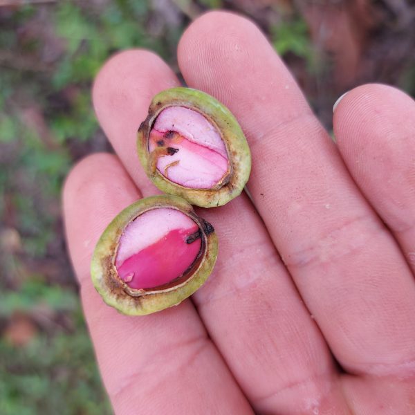 Ocotea floribunda