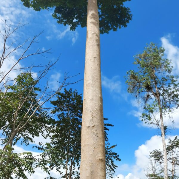 Beilschmiedia tovarensis