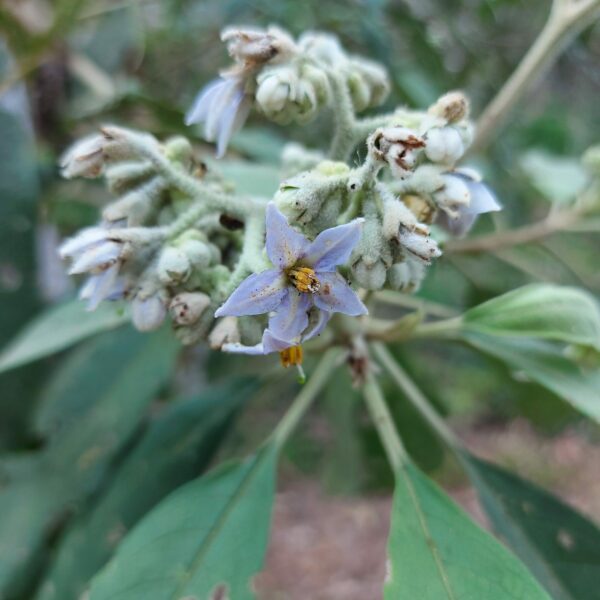 Solanum riparium