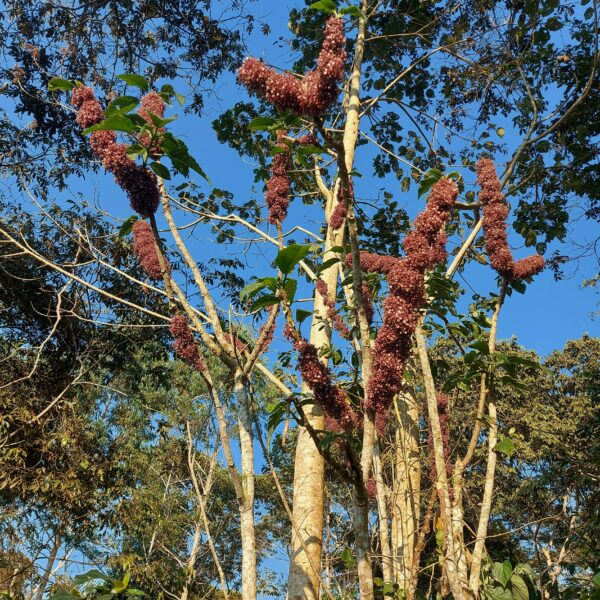 Urera baccifera