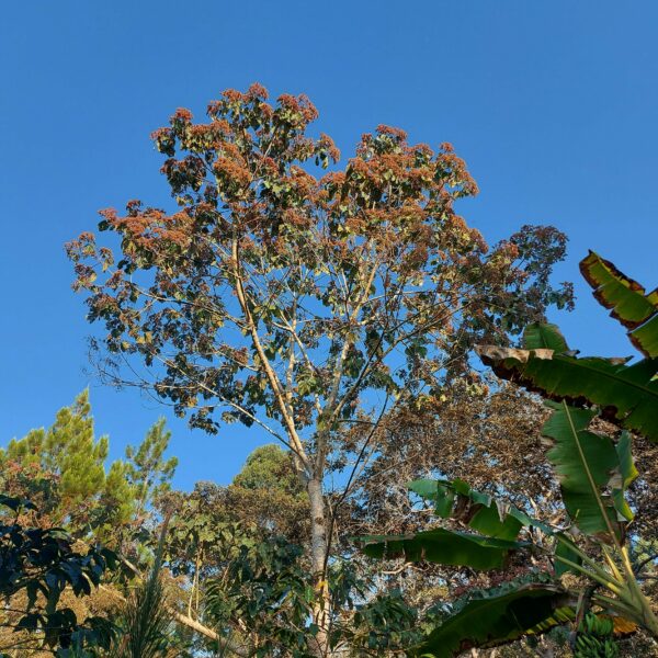 Heliocarpus sp.