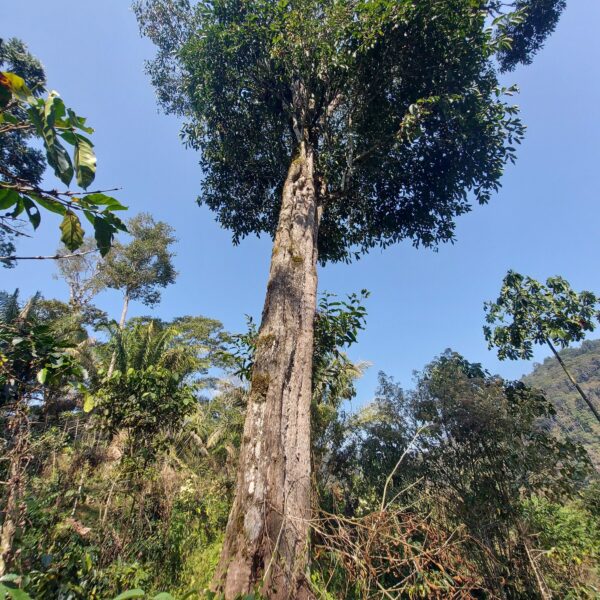 Bunchosia armeniaca