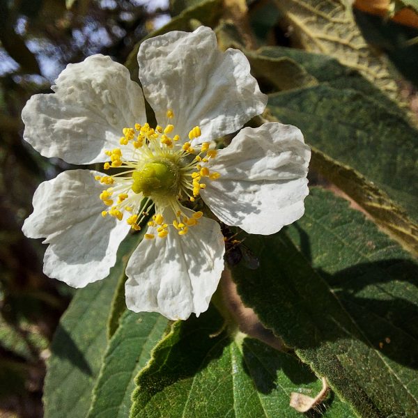 Muntingia calabura