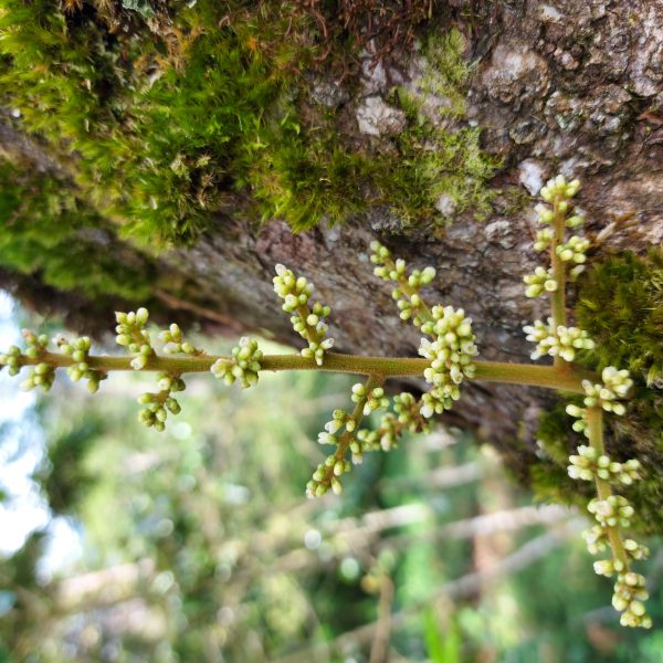 Meliosma boliviensis