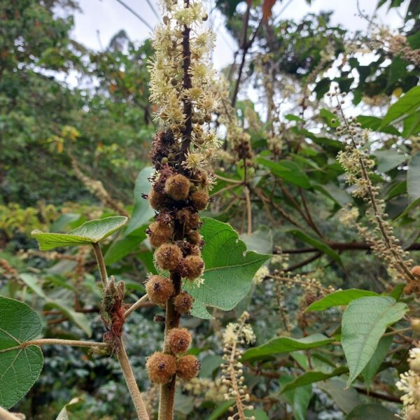 Croton perspeciosus