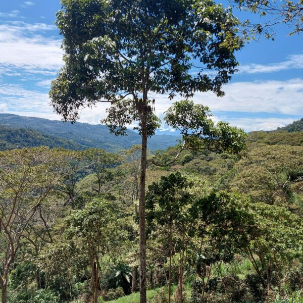 Nectandra villosa