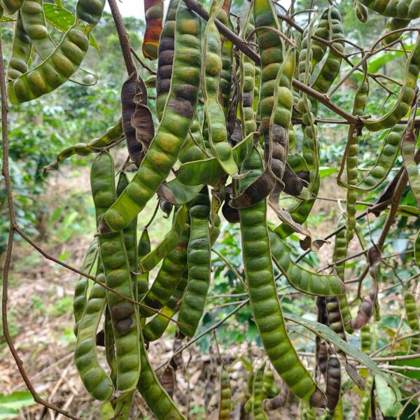 Inga lineata