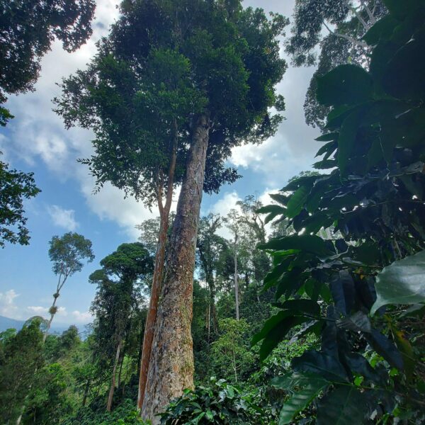 Tapirira guianensis subsp. Guianensis