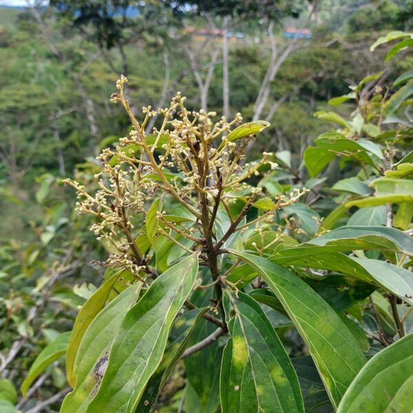 Nectandra membranacea