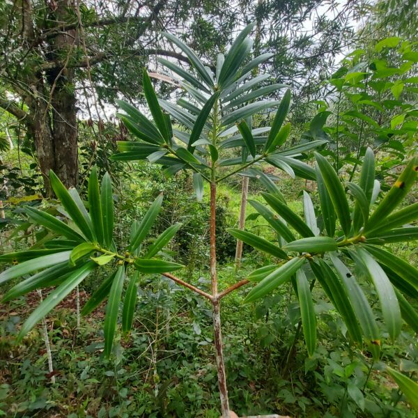 Podocarpus oleifolius