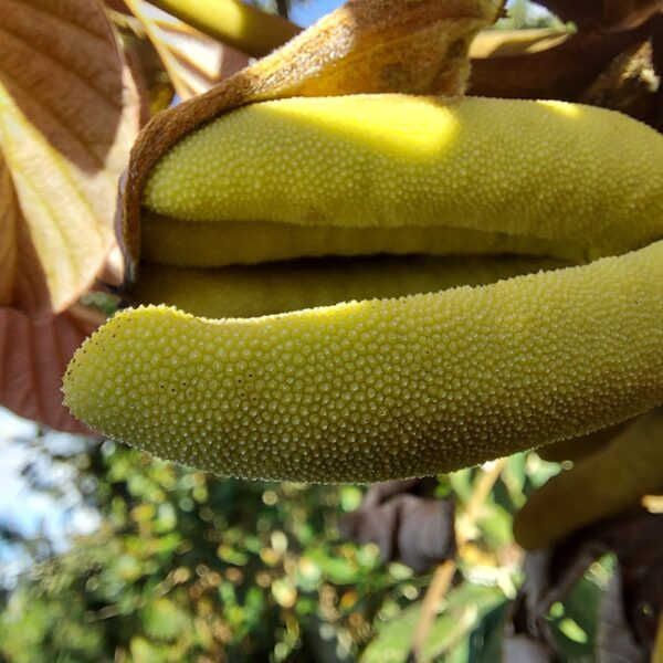 Cecropia sciadophylla