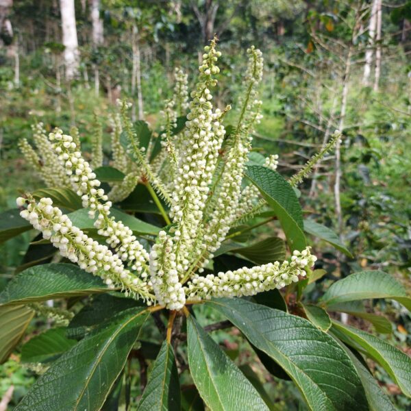 Clethra obovata