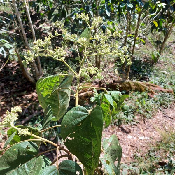 Heliocarpus americanus