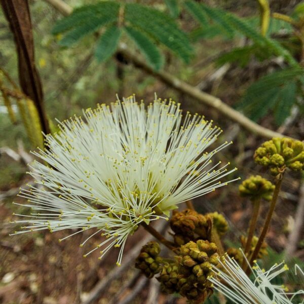 Pseudosamanea carbonaria