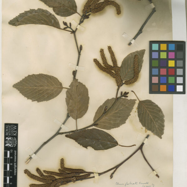 Alnus acuminata