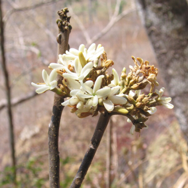 Aspidosperma macrocarpon