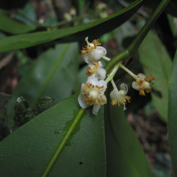 Calophyllum brasiliense