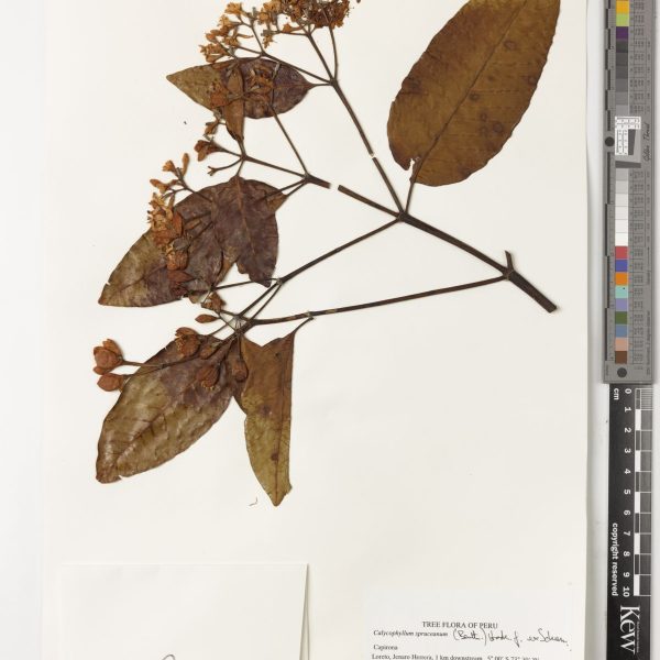 Calycophyllum spruceanum