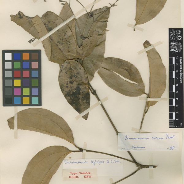 Cinnamomum verum