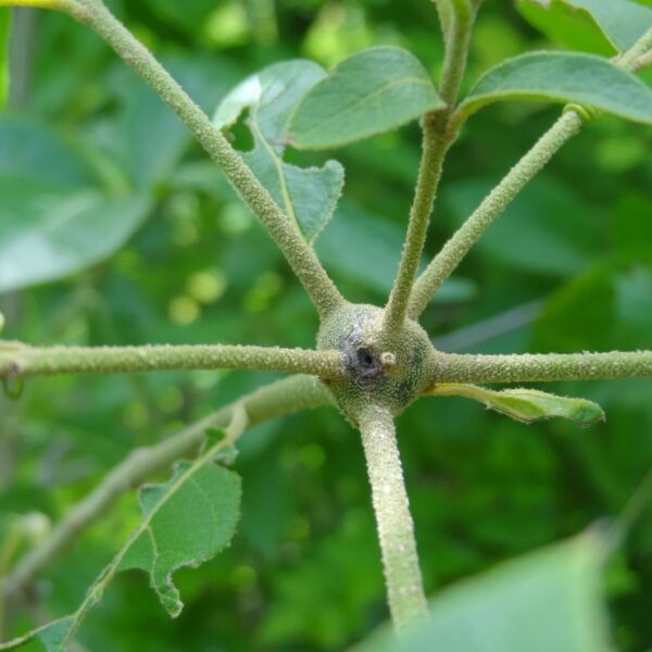 Cordia alliodora