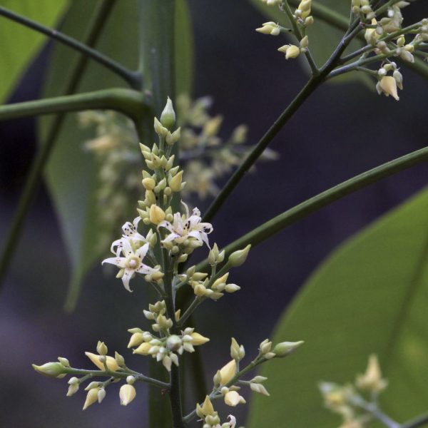 Hevea brasiliensis