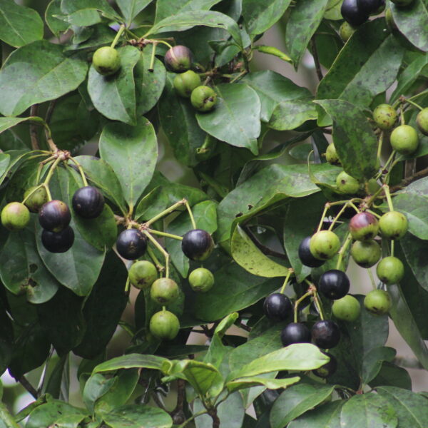 Dendropanax arboreus