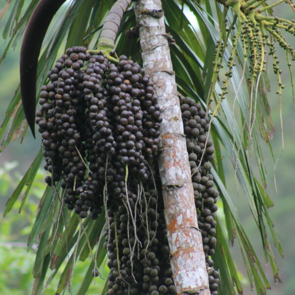 Iriartea deltoidea