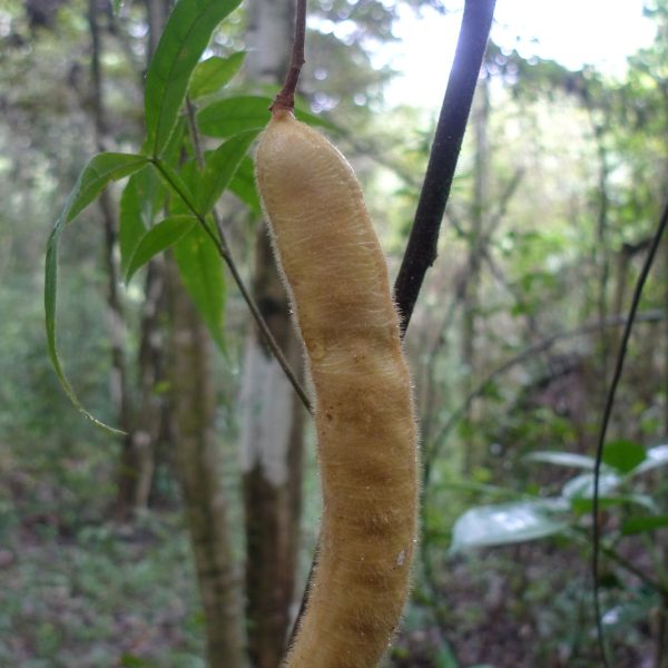 Inga sp.