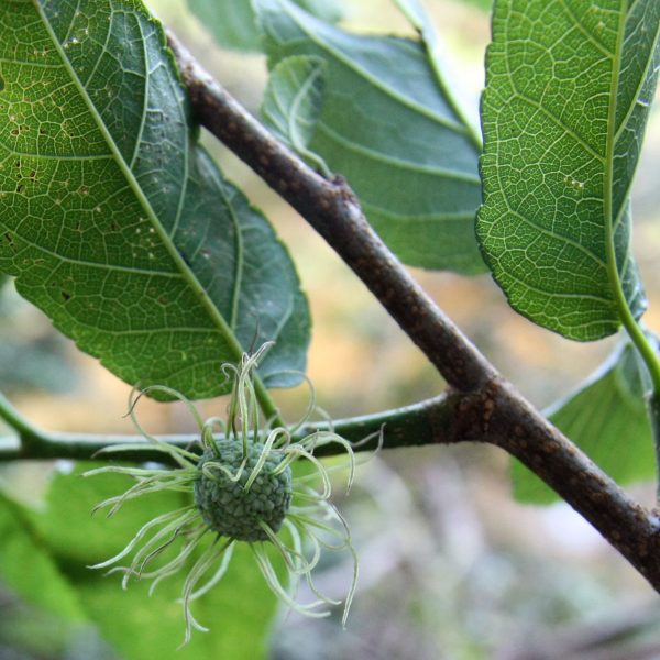 Maclura tinctoria