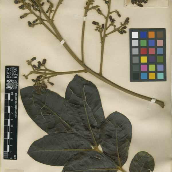 Ruagea sp.