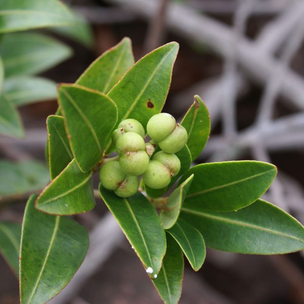 Sapium glandulosum