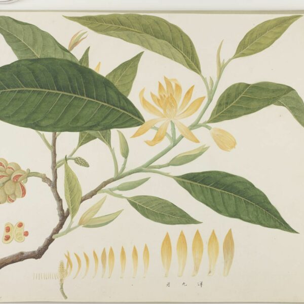 Magnolia champaca