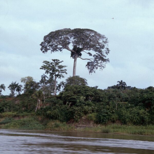 Ceiba pentandra