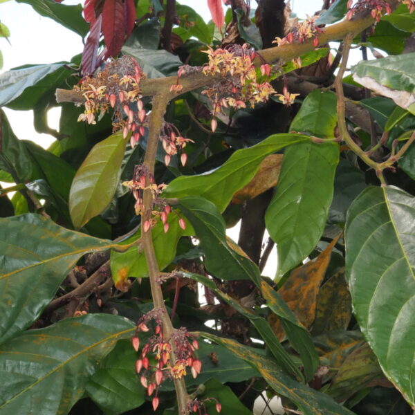 Theobroma cacao