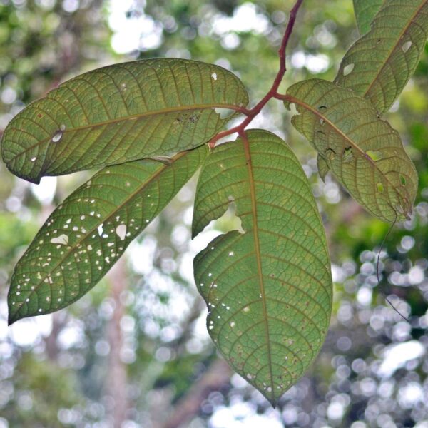 Horsfieldia grandis