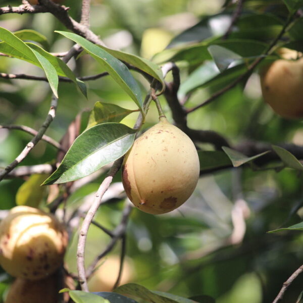 Myristica fragrans