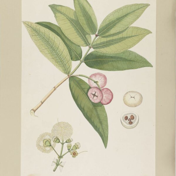 Syzygium aqueum