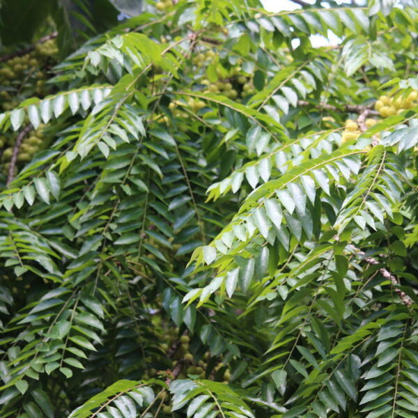 Phyllanthus acidus