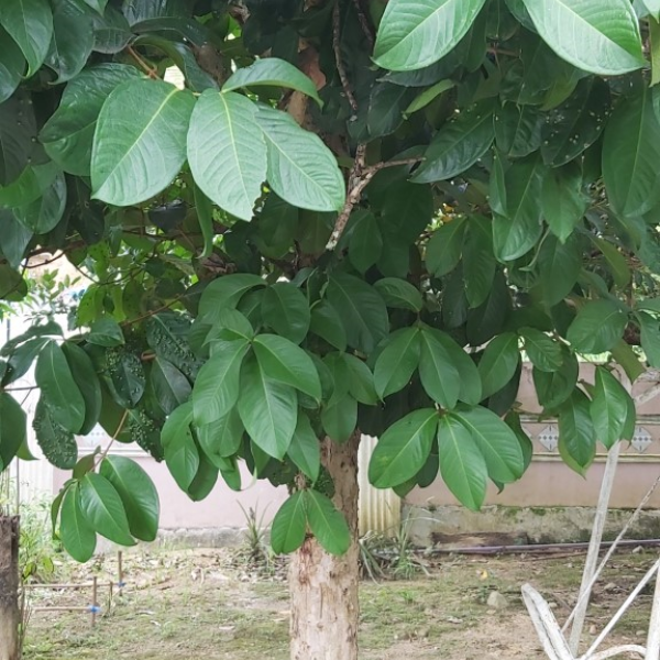 Syzygium malaccense