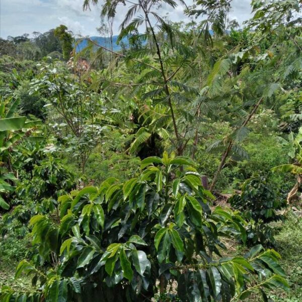 Calliandra houstoniana