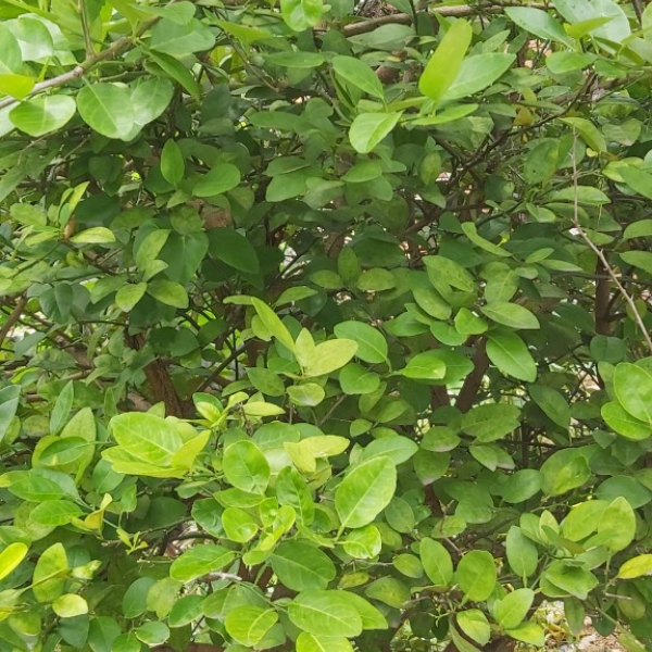 Citrus aurantiifolia