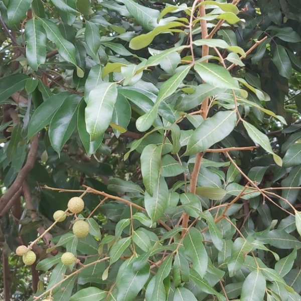 Dimocarpus longan