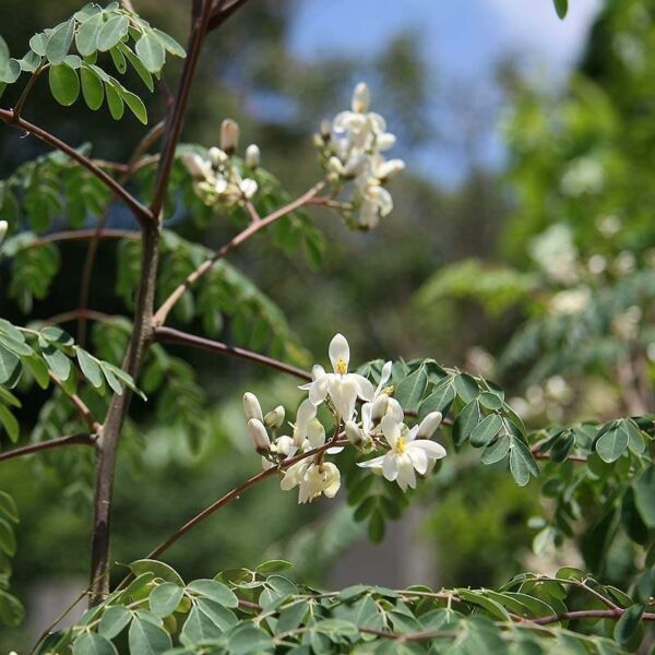 Moringa oleifera